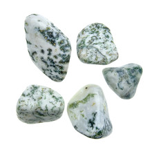 Mooie getrommelde boomagaat