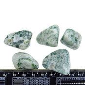 Beautiful tumbled tree agate Beautiful tumbled tree agate