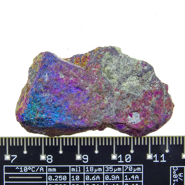 Borniet of pauwenerts Borniet of pauwenerts