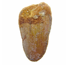 Real dinosaur tooth from a Spinosaurus