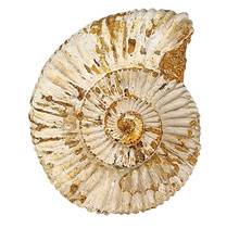 Ammonite, Perisphinctes, 9 cm and 950 grams