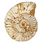 Ammonite, Perisphinctes, 9 cm and 950 grams