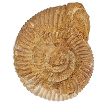 Ammonit, Perisphinctes, 8 cm und 700 Gramm