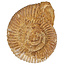 Ammonit, Perisphinctes, 8 cm und 700 Gramm