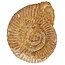 Ammonite, Perisphinctes, 8 cm and 700 grams