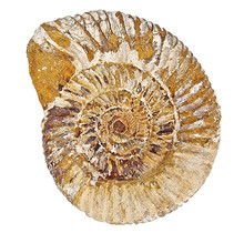 Ammonite, Perisphinctes, 10 cm and 1250 grams