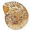 Ammonite, Perisphinctes, 10 cm and 1250 grams