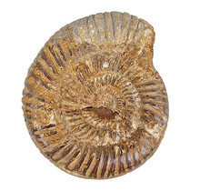 Ammonit, Perisphinctes, 6 cm und 410 Gramm
