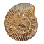 Ammonite, Perisphinctes, 6 cm and 410 grams