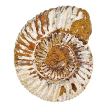 Ammoniet, Perisphinctes, 8 cm en  900 gram