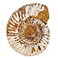 Ammonit, Perisphinctes, 8 cm und 900 Gramm