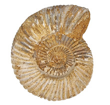 Ammonite, Perisphinctes 8,5 cm and 760 grams