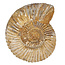 Ammonit, Perisphinctes 8,5 cm und 760 Gramm