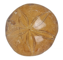 Fossil sea urchin from Madagascar 7,5 cm