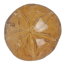 fossil sea urchin