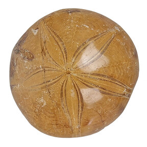 fossil sea urchin