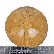 Fossiele zee egel uit Madagaskar  7,5 cm Fossiele zee egel uit Madagaskar  7,5 cm