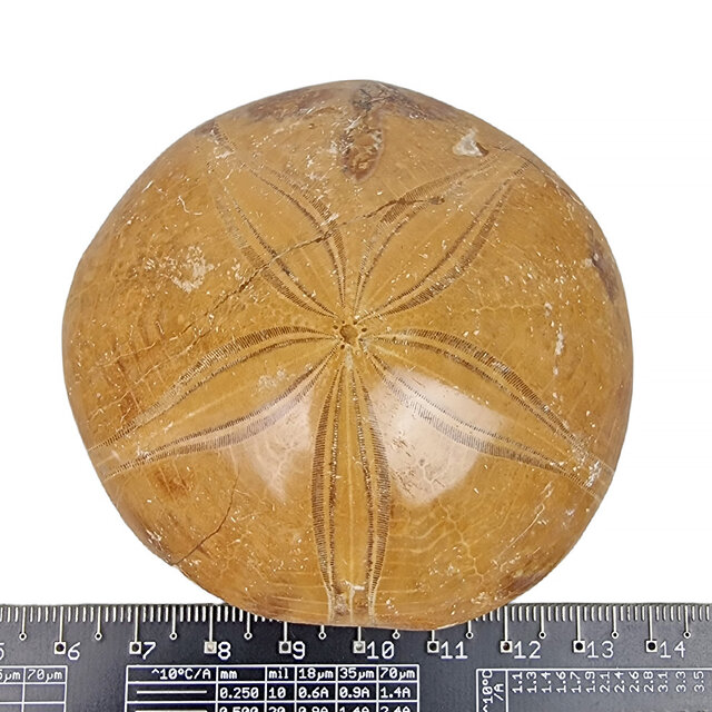 Fossiele zee egel uit Madagaskar  7,5 cm Fossiele zee egel uit Madagaskar  7,5 cm