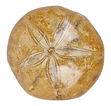 Fossil sea urchin from Madagascar 8 cm