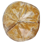 Fossiele zee egel uit Madagaskar  7,5 cm Fossiele zee egel uit Madagaskar  7,5 cm