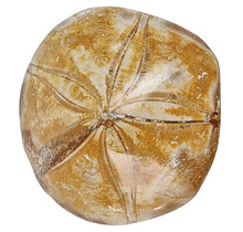 Fossil sea urchin from Madagascar 7,5 cm