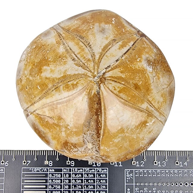 Fossiele zee egel uit Madagaskar  7,5 cm Fossiele zee egel uit Madagaskar  7,5 cm