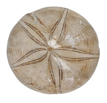 Fossil sea urchin from Madagascar 7 cm