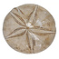 Fossil sea urchin from Madagascar 7 cm