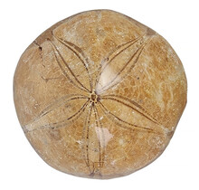 Fossil sea urchin from Madagascar 6,5 cm