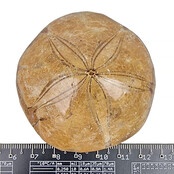 Fossiler Seeigel aus Madagaskar 6,5 cm