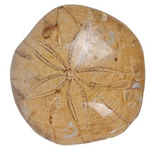 Fossil sea urchin from Madagascar 8 cm