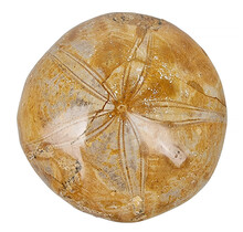 Fossil sea urchin from Madagascar 8,5 cm