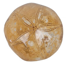 Fossil sea urchin from Madagascar, 8 cm