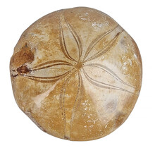 Fossil sea urchin from Madagascar 6,5 cm