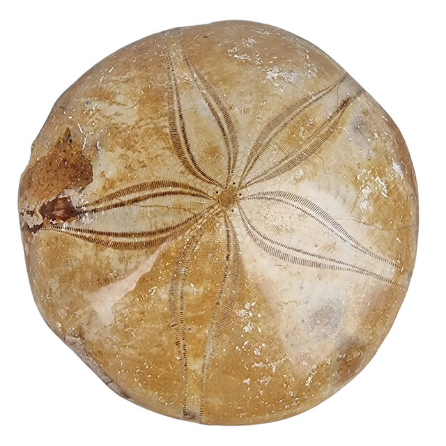 Fossil sea urchin from Madagascar 6,5 cm Fossil sea urchin from Madagascar 6,5 cm