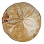 Fossiler Seeigel aus Madagaskar 6,5 cm
