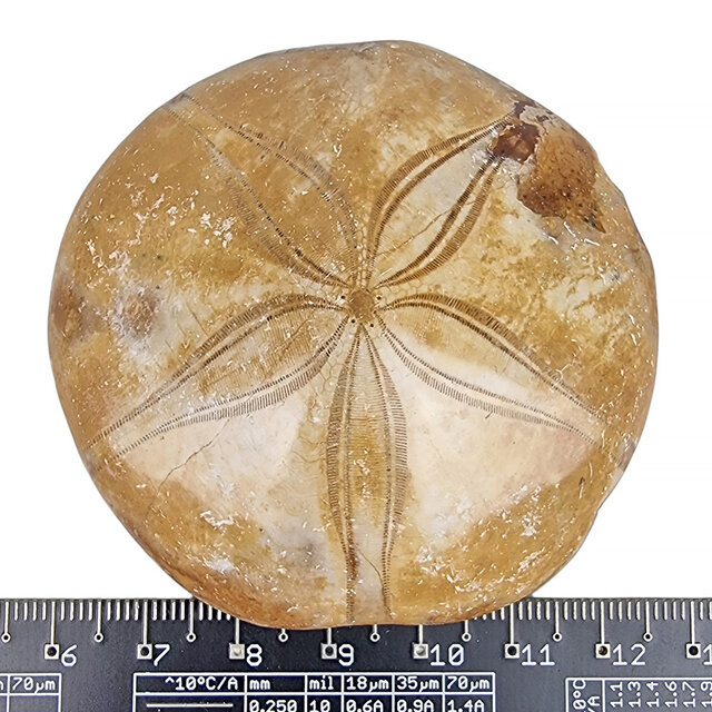 Fossil sea urchin from Madagascar 6,5 cm Fossil sea urchin from Madagascar 6,5 cm