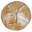 Fossil sea urchin from Madagascar 7,5 cm