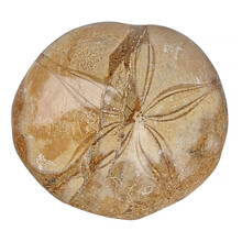 Fossil sea urchin from Madagascar, 7 cm