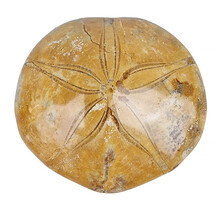 Fossil sea urchin from Madagascar 8 cm