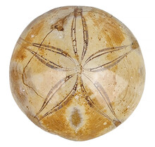 Fossil sea urchin from Madagascar, 7 cm