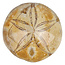 Fossil sea urchin from Madagascar, 7 cm