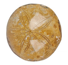 Fossil sea urchin from Madagascar 8 cm