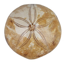 Fossil sea urchin from Madagascar 8 cm