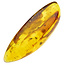 Baltic Amber with enclosed mosquito
