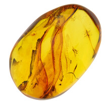 Baltic Amber with enclosed insect