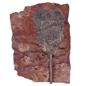 Fossil sea lily - crinoid
