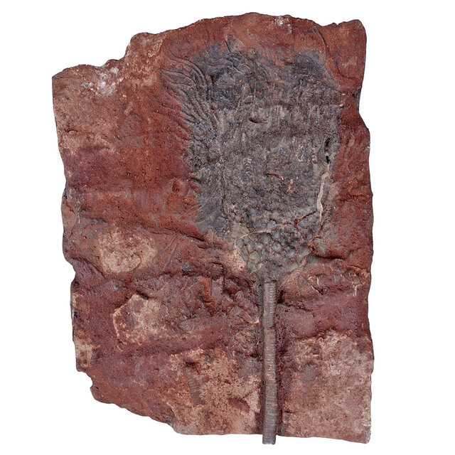Fossil sea lily - crinoid from Morocco Fossil sea lily - crinoid from Morocco