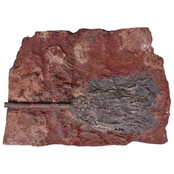 Fossil sea lily - crinoid from Morocco Fossil sea lily - crinoid from Morocco