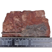 Fossiele zeelelie - crinoid uit Marokko